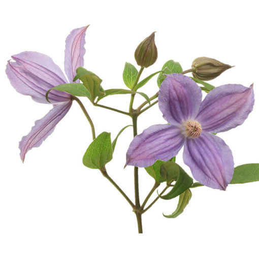 Picture of Clematis Amazing Geneva