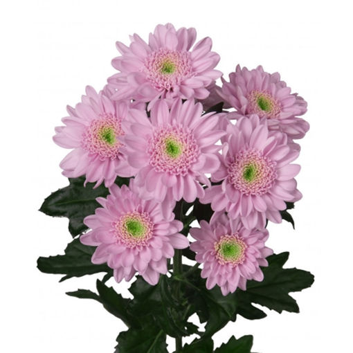 Picture of Chrysant. Spray Optimist