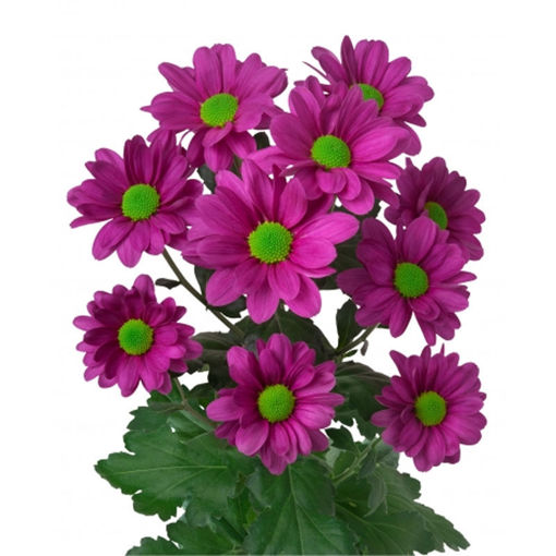 Picture of Chrysant. Spray Memphis Dark