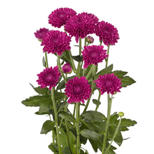 Picture of Chrysant. Spray Lollipop Purple