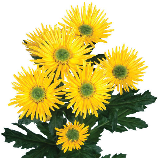 Picture of Chrysant. Spray Korona