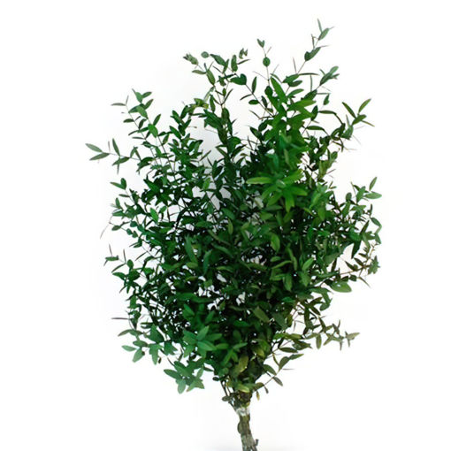Picture of Preserved Eucalyptus Parvi | Green | 150g