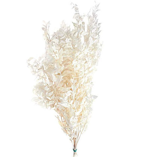 Picture of Preserved Ruscus  | Bleached | 150g