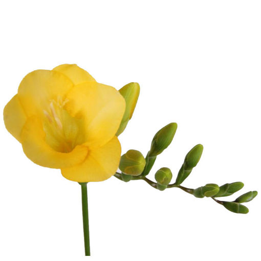 Picture of Freesia Gold River