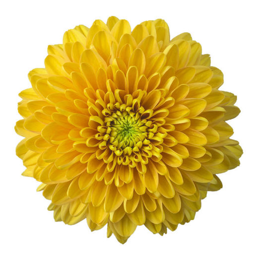 Picture of Chrysant. Disbud Willem Orange