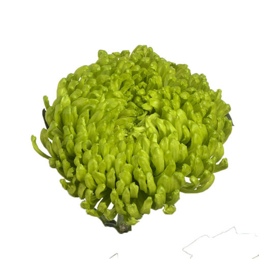 Picture of Chrysant. Disbud Ofir