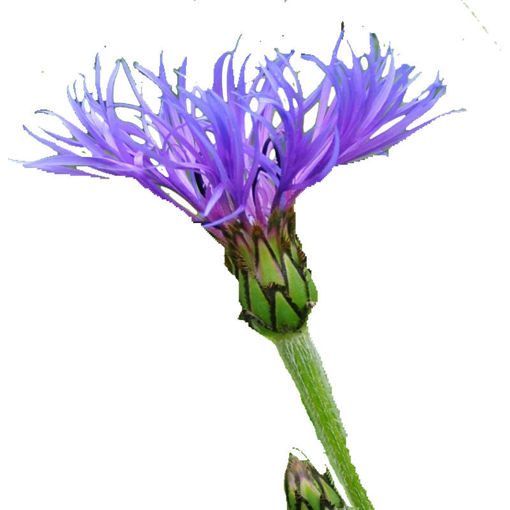 Picture of Centaurea Montana