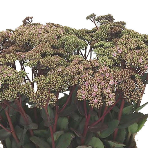 Picture of Sedum Matron