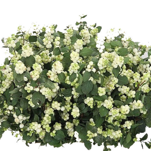 Picture of Symphoricarpos Magical Avalanche