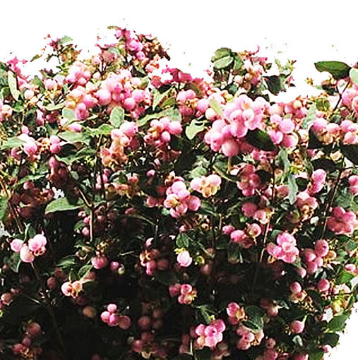 Picture of Symphoricarpos Charming Fantasy