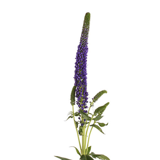Picture of Veronica Smart Navy Blue
