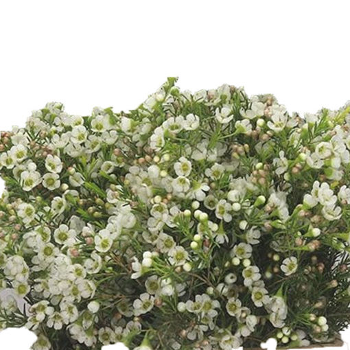 Picture of Wax Flower Crystal Pearl