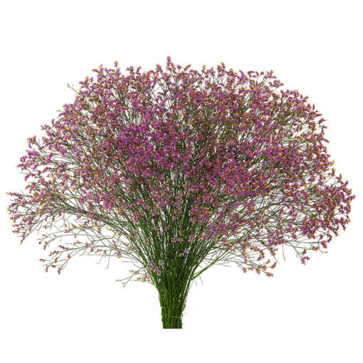Picture of Limonium Pink Anouchka Diamond