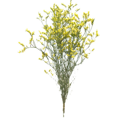 Picture of Limonium China Summer