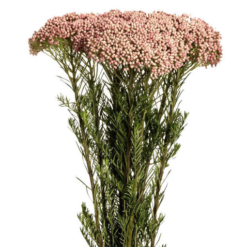 Picture of Ozothamus Pink
