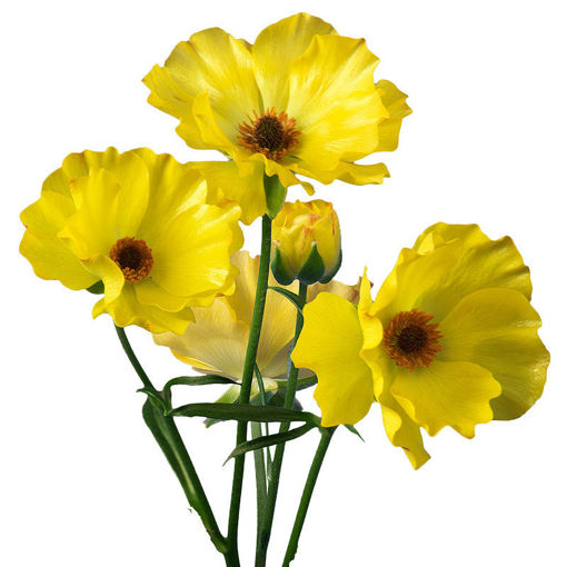 Picture of Ranunculus Artemis Yellow