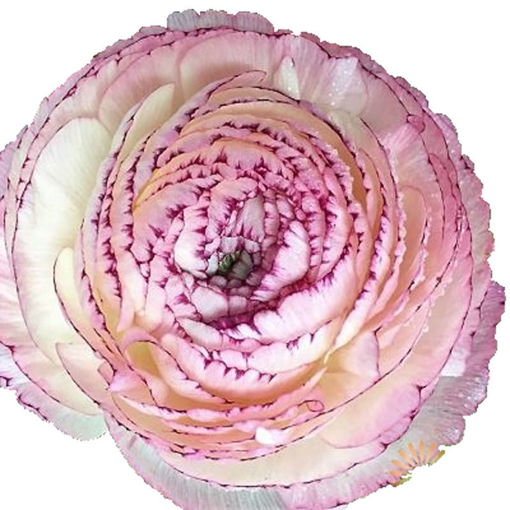 Picture of Ranunculus Cappuccino