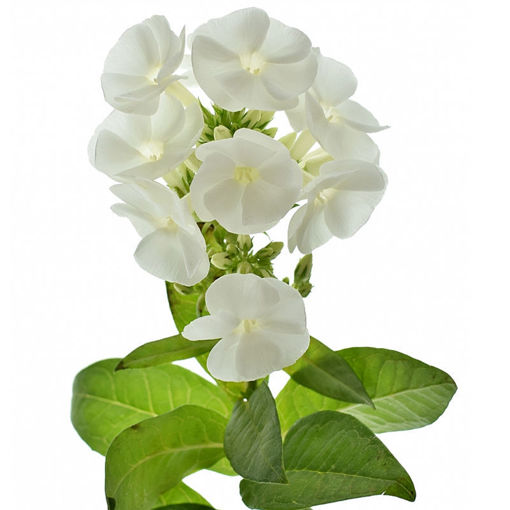 Picture of Phlox Snow