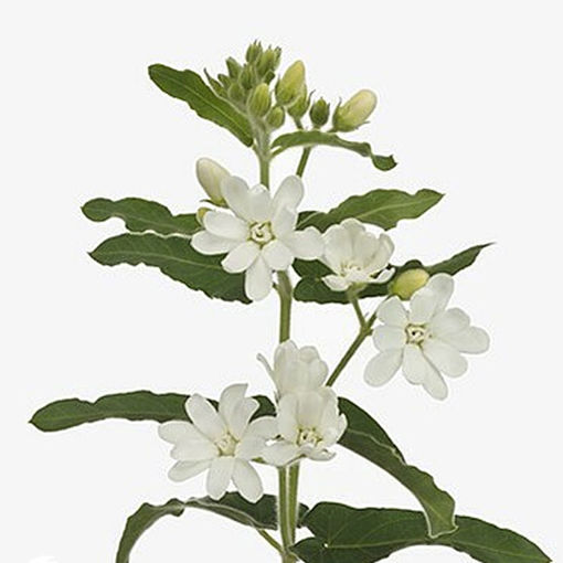 Picture of Oxypetalum Coeruleum White
