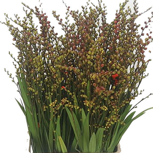 Picture of Crocosmia Berries