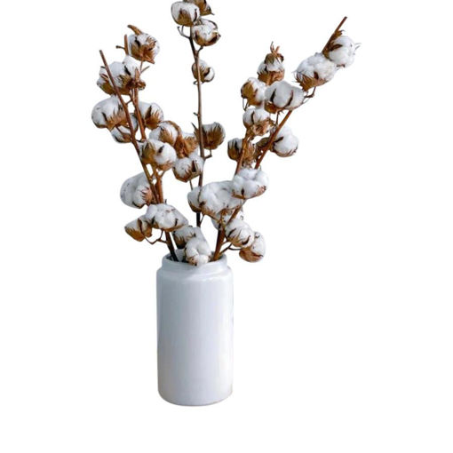 Picture of Cotton