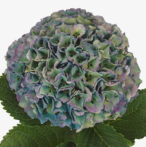 Picture of Hydrangea Royal Parade