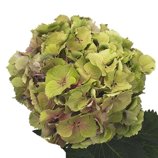 Picture of Hydrangea Elbtal Classic