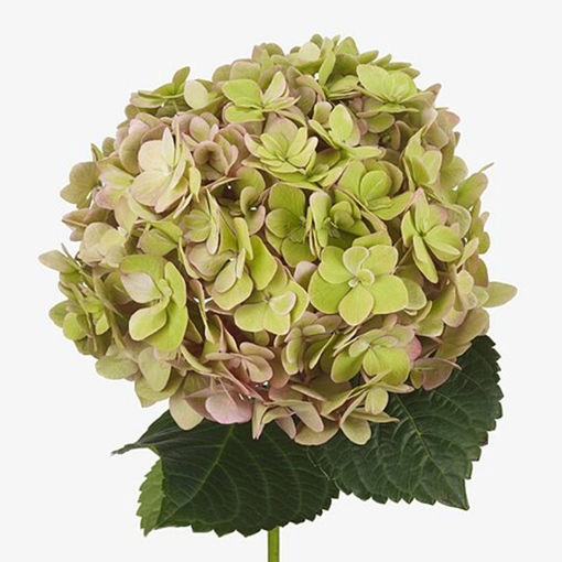 Picture of Hydrangea Adora Classic