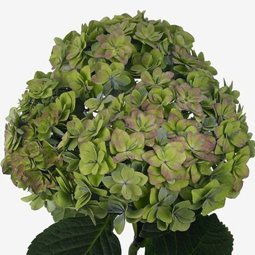 Picture of Hydrangea Luxor Classic