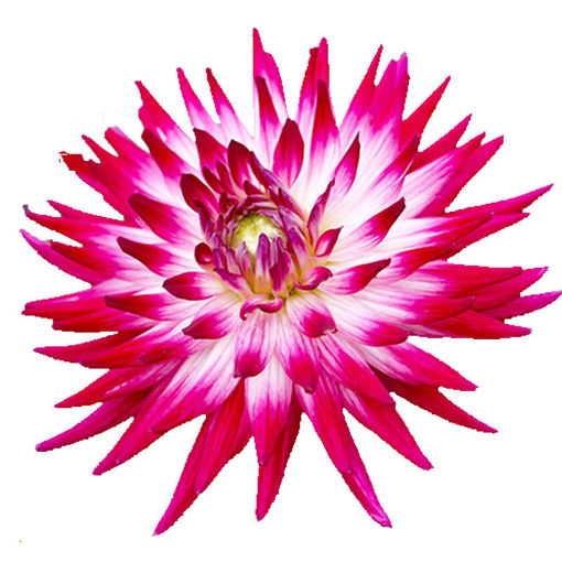 Picture of Dahlia Spider Salmon