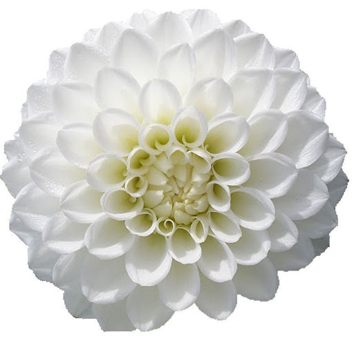 Picture of Dahlia Snow Cap