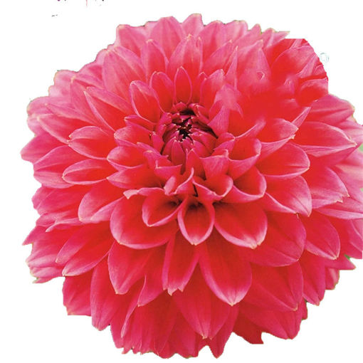 Picture of Dahlia Isa Candy