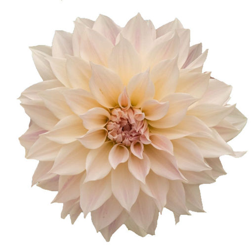 Picture of Dahlia Cafe Au Lait