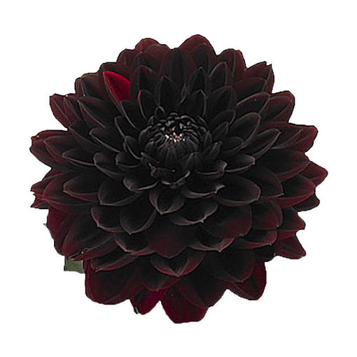 Picture of Dahlia Black Fox