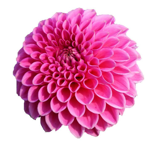 Picture of Dahlia Sandra