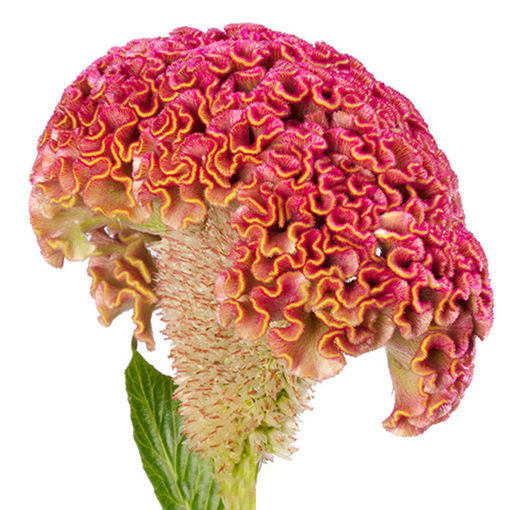 Picture of Celosia Reprise Rose