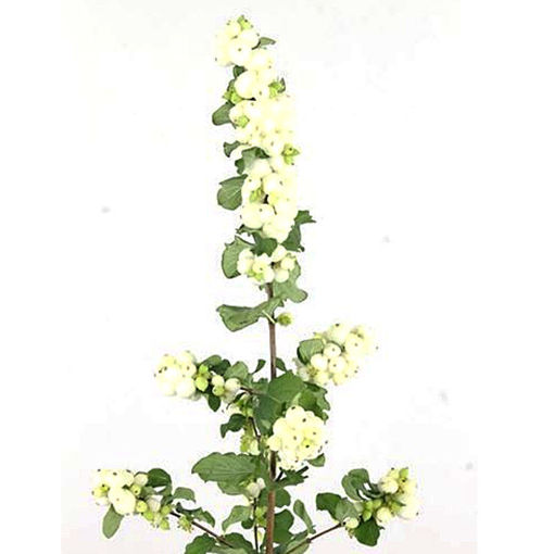 Picture of Symphoricarpos Bright Fantasy