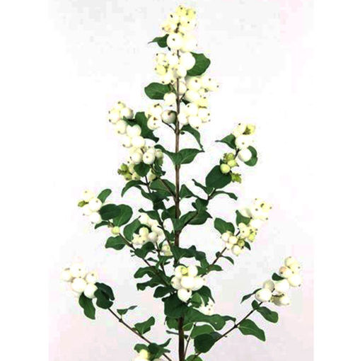 Picture of Symphoricarpos Lemon Lime