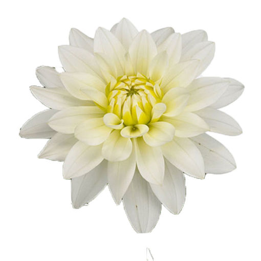 Picture of Dahlia Maaten Zwaan