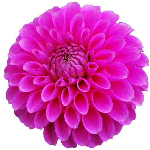 Picture of Dahlia Purple Fox