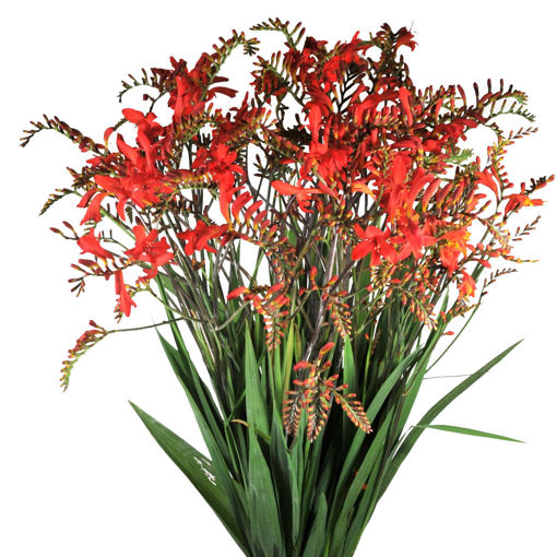 Picture of Crocosmia Fire King