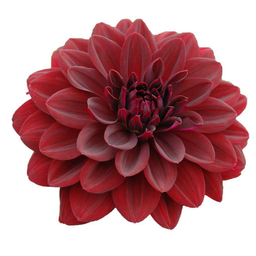 Picture of Dahlia Arabian Night