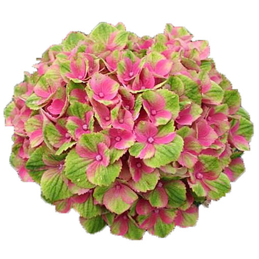 Picture of Hydrangea Magical Amythyst