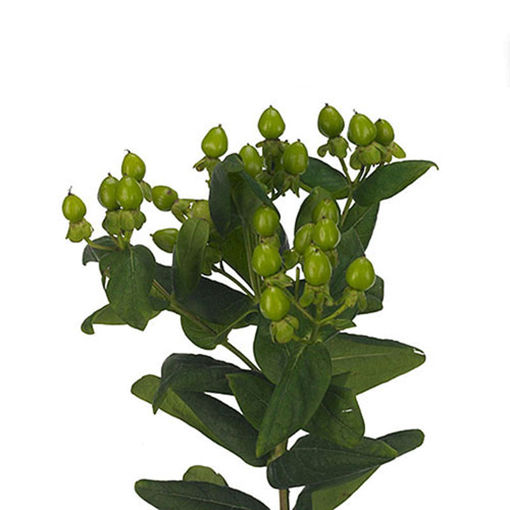 Picture of Hypericum Jungle Romance