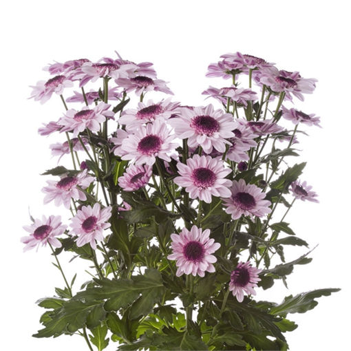 Picture of Chrysant. Spray Stresa