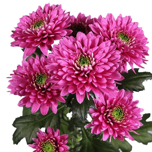 Picture of Chrysant. Spray Romance Purple