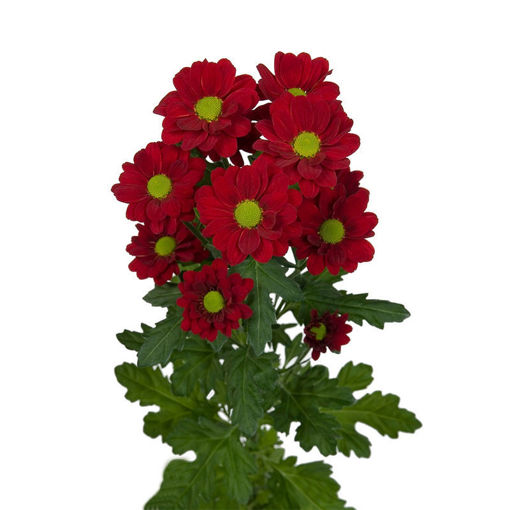 Picture of Chrysant. Spray Restart