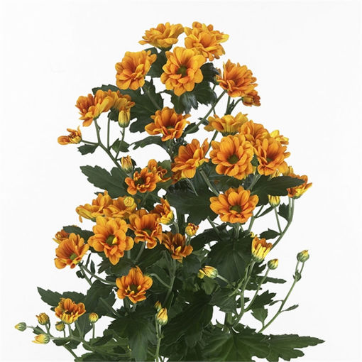 Picture of Chrysant. Spray Managua Orange