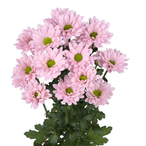 Picture of Chrysant. Spray Kantika