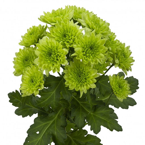 Picture of Chrysant. Spray Avocado